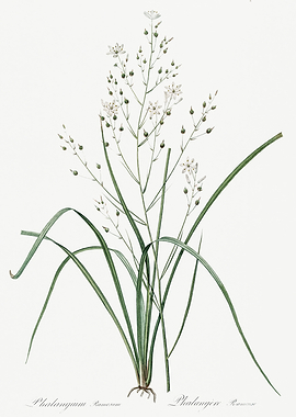 Les Liliacees 1805 HQ Orig