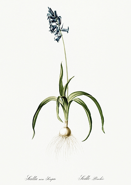 Les Liliacees 1805 HQ Orig