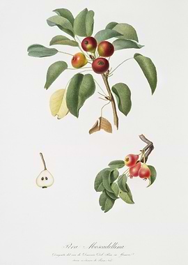 Musky Pear Pyrus Sativa Fr