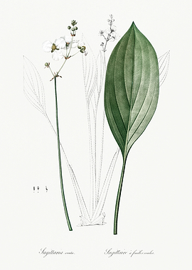 Les Liliacees 1805 HQ Orig