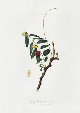 Jujube Ziziphus Vulgaris F