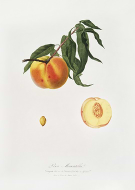 Peach Prunus Persica From