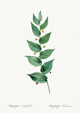 Les Liliacees 1805 HQ Orig