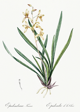 Les Liliacees 1805 HQ Orig