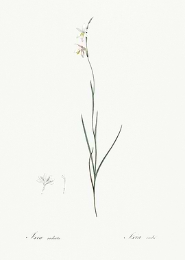 Les Liliacees 1805 HQ Orig