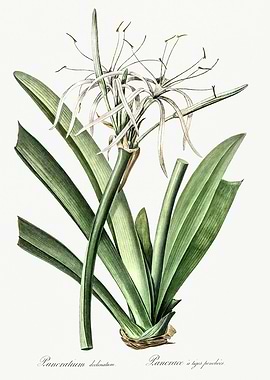 Les Liliacees 1805 HQ Orig