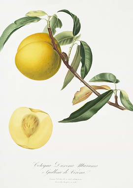 Peach Prunus Persica From