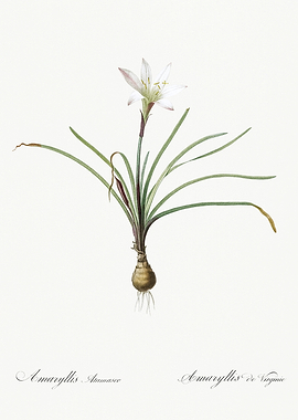 Les Liliacees 1805 HQ Orig