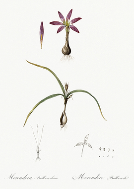 Les Liliacees 1805 HQ Orig