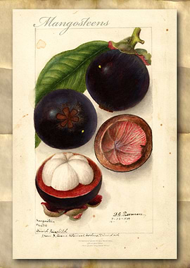 Mangosteen watercolor