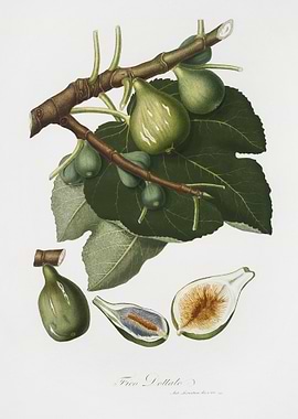 Fig Ficus Carica Sativa Fr