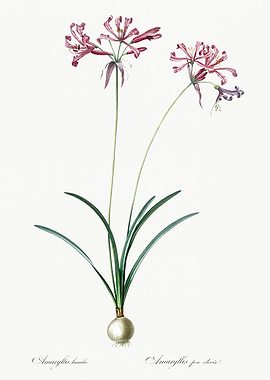 Les Liliacees 1805 HQ Orig