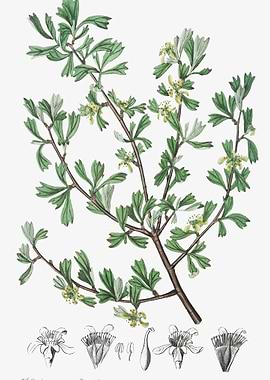 Antelope Bitterbrush Poste