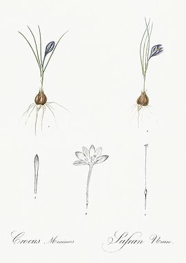 Les Liliacees 1805 HQ Orig