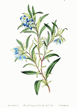 Australian Bluebell Poster