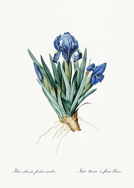 Les Liliacees 1805 HQ Orig