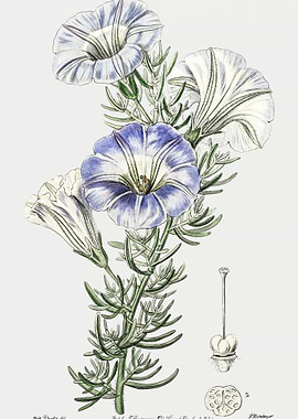 Nolana Flower Poster