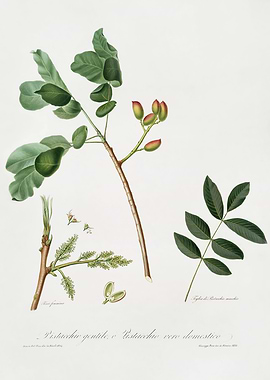 Pomona Italiana 1839HQOrig