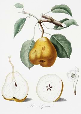 Pear Pero Spino From Pomon