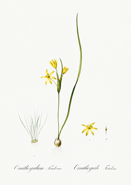 Les Liliacees 1805 HQ Orig