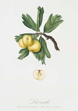 Hawthorn Crataegus Polioss