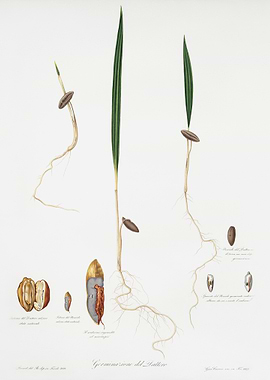 Date Palm Phoenix Dactylif