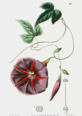 Jalapa Flower Poster