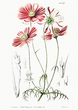 Pink Cosmos Flower Poster
