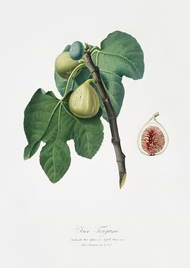 Fig Fico Troiano From Pomo