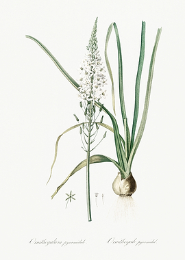 Les Liliacees 1805 HQ Orig