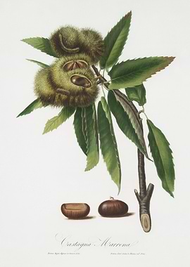 Spanish Chestnut Castanea