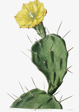 Opuntia And Yellow Flower