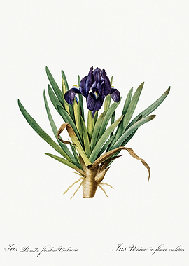 Les Liliacees 1805 HQ Orig