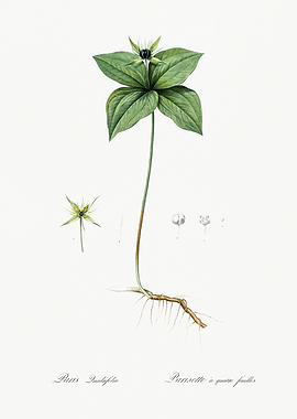 Les Liliacees 1805 HQ Orig