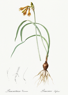 Les Liliacees 1805 HQ Orig