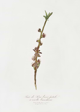 Pomona Italiana 1839HQOrig