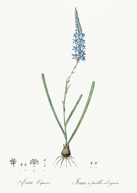 Les Liliacees 1805 HQ Orig