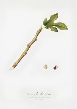 Fig Coccus Ficus Caricae F