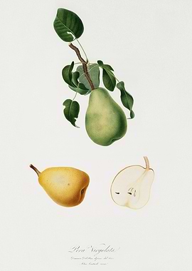 Pomona Italiana 1839HQOrig