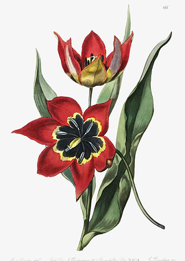 Tulip Black And Red Poster