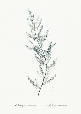 Les Liliacees 1805 HQ Orig