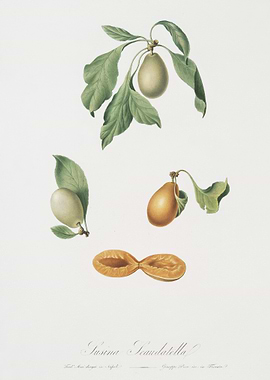 Prune Prunus Hyemalis From