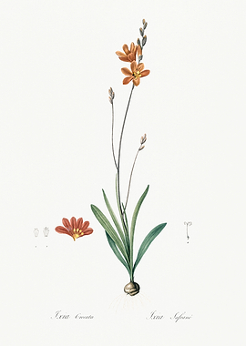 Les Liliacees 1805 HQ Orig