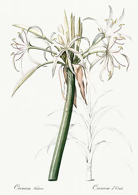 Les Liliacees 1805 HQ Orig