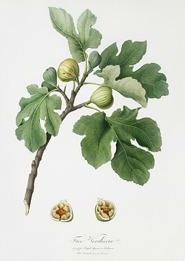 Fig Ficus Carica From Pomo