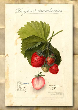 Strawberry watercolor