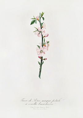 Pomona Italiana 1839HQOrig