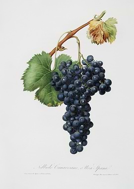 Grape Spanna Vitis Vinifer