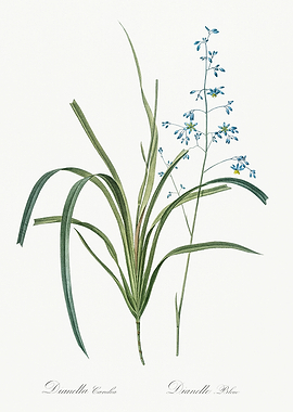 Les Liliacees 1805 HQ Orig