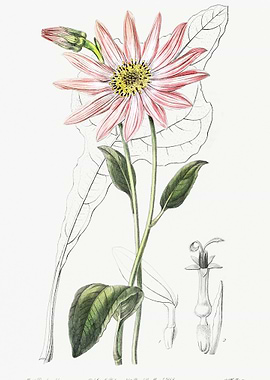 Pink Coneflower Poster
